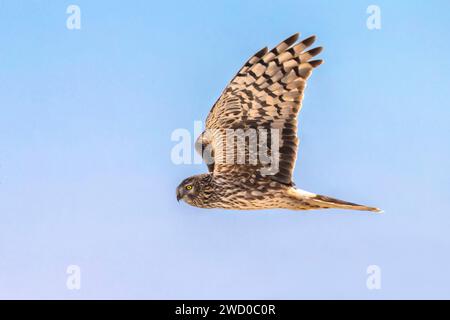 Harrier à poules (Circus cyaneus), femelle en vol dans le ciel, vue latérale, Italie, Parme, Villa Baroni Banque D'Images