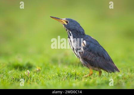 Bitterne nain africain, bitterne nain (Ixobrychus sturmii), debout dans un pré, vue latérale, îles Canaries, Fuerteventura Banque D'Images