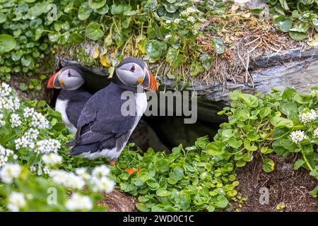 Macareux de l'Atlantique, macareux commun (Fratercula arctica), couple debout devant la grotte de reproduction à la falaise des oiseaux, Norvège, Troms og Finnmark, Vardoe, H. Banque D'Images
