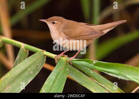 Paruline de savi (Locustella luscinioides), perché dans le roseau, vue latérale, Koweït, Koweït City Banque D'Images