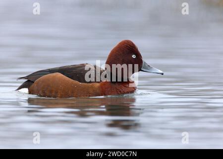 Canard ferrugineux (Aythya nyroca), nage drake, vue latérale, Italie, Toscane, Stagno di Padule ; Piana fiorentina, Firenze Banque D'Images