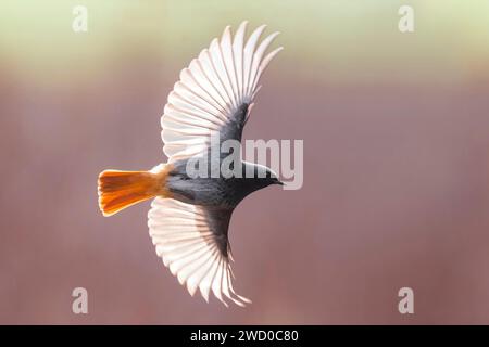 redstart noir de Gibraltar (Phoenicurus ochruros gibrastariensis, Phoenicurus gibrastariensis), mâle en vol, Italie, Toscane Banque D'Images