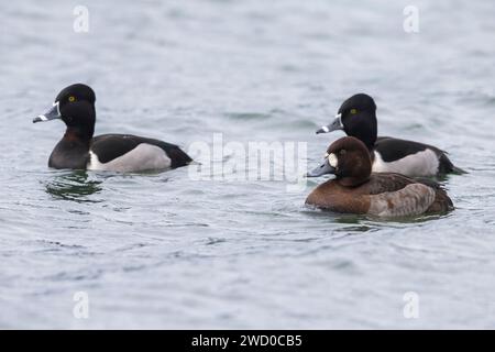 Grande écaille (Aythya marila), nageant avec des Canards à col annulaire (Aythya collaris) sur un lac, Açores, Sao Miguel Banque D'Images