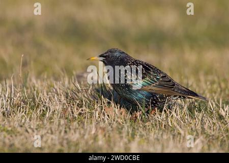 Étourneau commun, étourneau européen, étourneau (Sturnus vulgaris), perché dans une prairie sèche, vue latérale, Italie, Toscane, lac Peretola Banque D'Images