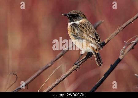 Stonechat commun, stonechat européen (Saxicola rubicola, Saxicola torquata rubicola), mâle perché sur un buisson, Italie, Toscane Banque D'Images