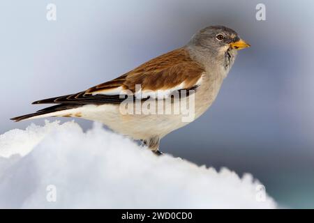 finch de neige à ailes blanches (Montifringilla nivalis), perché dans la neige, vue de côté Banque D'Images