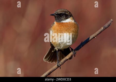 Stonechat commun (Saxicola rubicola, Saxicola torquata rubicola), mâle perché sur une brindille, Italie, Toscane Banque D'Images