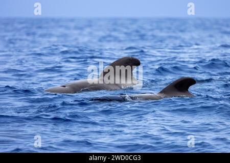 Baleine pilote à longues têtes, baleine à tête plate, baleine caaing, baleine pilote à longue nageoire, baleine pilote de l'Atlantique, poisson-noir, baleine pilote à petites têtes (Globicephala mel Banque D'Images