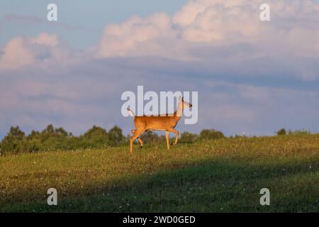 Biche à queue blanche par une jolie journée d'août dans le nord du Wisconsin. Banque D'Images