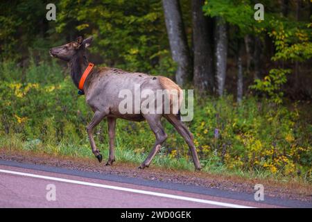 Wapitis de vache marchant le long de la route 77 à Clam Lake, Wisconsin. Banque D'Images