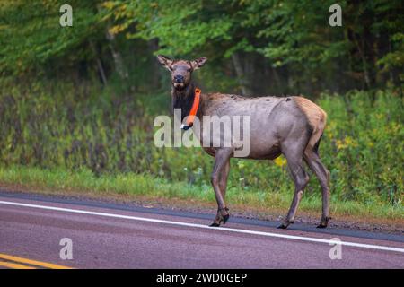 Wapitis de vache marchant le long du côté de la route 77 à Clam Lake, Wisconsin. Banque D'Images