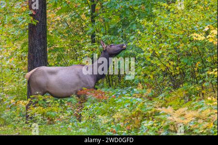 Wapiti de vache à Clam Lake, Wisconsin. Banque D'Images