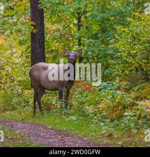 Wapiti de vache à Clam Lake, Wisconsin. Banque D'Images