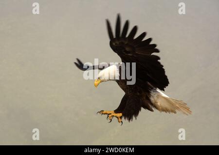 Un aigle à tête blanche avec des ailes tendues atterrissant après le vol, près de Dutch Harbor, île Unalaska, îles Aléoutiennes, Alaska. Banque D'Images