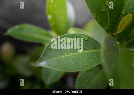 Feuille verte humide après la pluie. Feuilles naturelles. Banque D'Images
