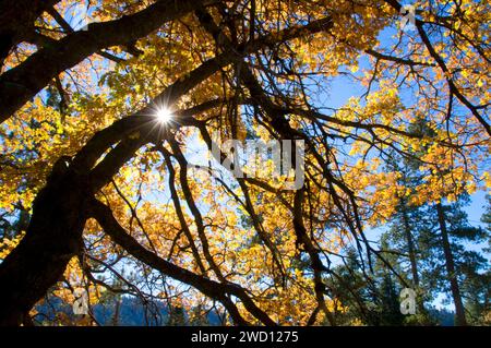 Avec le chêne, starburst Sequoia National Monument, Californie Banque D'Images