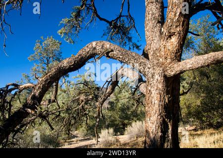 Le pin gris, Domeland Wilderness, Chimney Peak National Byway de l'arrière-pays, en Californie Banque D'Images