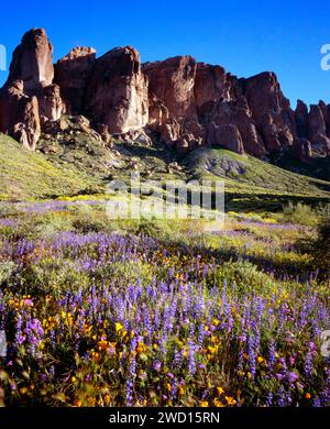 Fleurs sauvages fleurissant dans le parc national Lost Dutchman. Superstition Mountains, Arizona Banque D'Images