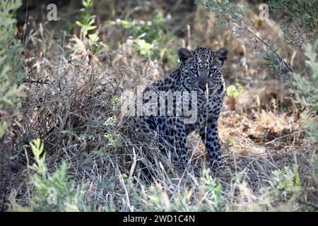 Leopard Cub - Delta de l'Okavango, Botswana Banque D'Images