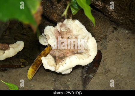 Conk rosé (Fomitopsis cajanderi) poussant sur bois mort : (pix Sanjiv Shukla) Banque D'Images