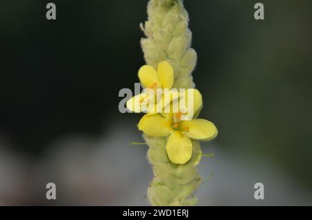 Verbascum thapsus est une plante médicinale trouvée dans KP Banque D'Images