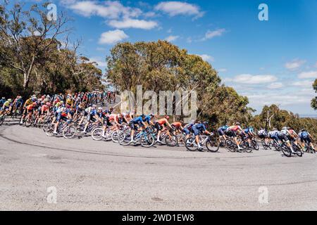 Adélaïde, Australie. 18 janvier 2024. Photo de Zac Williams/SWpix.com - 18/01/2024 - Cyclisme - 2024 Tour Down Under - étape 3 : Tea Tree Gully à Cambelltown (145.3km) - le peloton pendant l'étape 3. Crédit : SWpix/Alamy Live News Banque D'Images