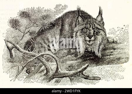 Vieille illustration gravée de Lynx eurasien accroupi sur une branche. Par auteur inconnu, publié sur Brehm, les Mammifères, Baillière et fils, Paris, 1878 Banque D'Images