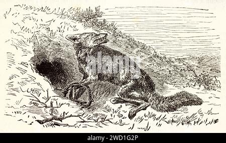 Gravure d'un renard pris dans un piège en acier à l'entrée de la tanière, montrant douleur et tension. Dessin au trait expressif, rendu naturaliste. Publié en 1878. Banque D'Images
