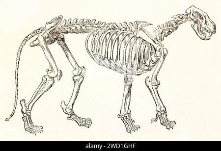 Vieille illustration gravée d'un squelette de Lion. Par auteur inconnu, publié sur Brehm, les Mammifères, Baillière et fils, Paris, 1878 Banque D'Images