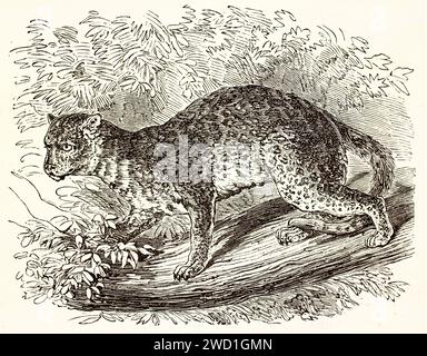 Vieille illustration gravée de chat marbré (Pardofelis marmorata). Par unknown aurhor, publié sur Brehm, les Mammifères, Baillière et fils, Paris, 1878 Banque D'Images