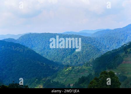 Borders of Bwindi Impénétrable Forest NP, Ouganda Banque D'Images