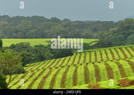 Plantations de thé en Ouganda Banque D'Images