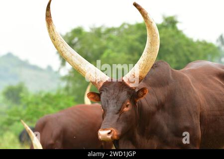 Bétail Watusi en Ouganda Banque D'Images