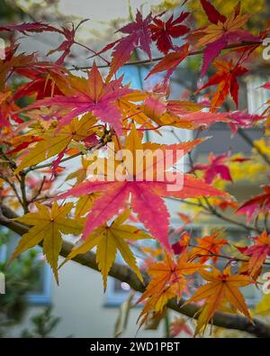 Le feuillage d'automne avec feuille d'érable colorée. Kyoto est l'un des endroits les plus visités pour admirer et apprécier le feuillage profond des couleurs d'automne. Banque D'Images