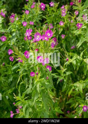 Belles fleurs violettes / roses de bord de route de Great Willowherb (Epilobium hirsutum) plante en juillet, Leicestershire, Angleterre, Royaume-Uni Banque D'Images