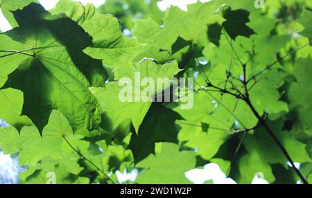 Branche floue de Maple Tree avec des feuilles vertes qui brille à travers la lumière du soleil Banque D'Images