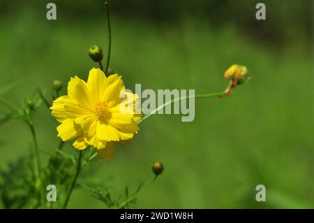 Mise au point sélective du fond flou de fleur de Cosmos caudatus Banque D'Images