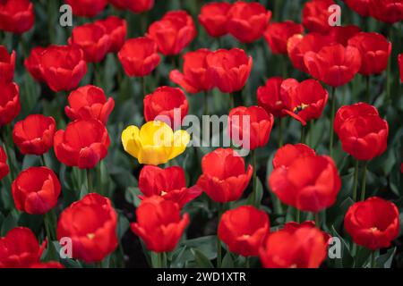 Fleurs de tulipes fleuries rouges et jaunes vives dans le jardin, gros plan Banque D'Images