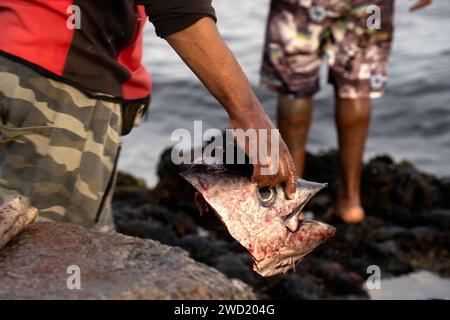 Mains d'un pêcheur tenant une tête de thon, avec un accent sur l'interaction entre le pêcheur et la capture dans un contexte côtier, emphesi Banque D'Images