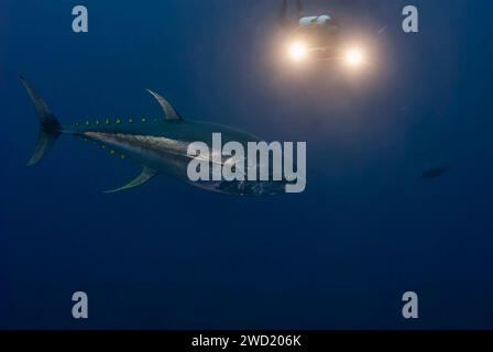 Un magnifique thon à nageoires jaunes (Thunnus albacares) glisse à travers la mer d'un bleu profond, avec les lumières d'un plongeur éclairant la scène par derrière Banque D'Images