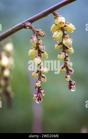 Stachyurus preaecox fleurs jaunes au printemps Banque D'Images