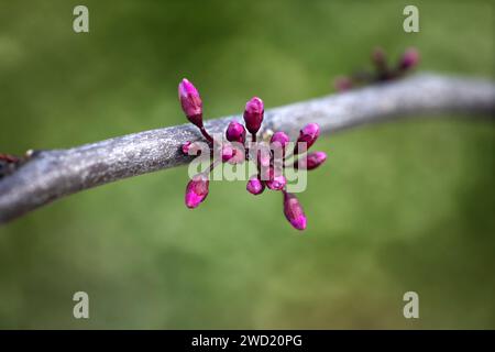 Cercis canadensis Ruby Falls pleurer Rudbud Judas Tree Banque D'Images