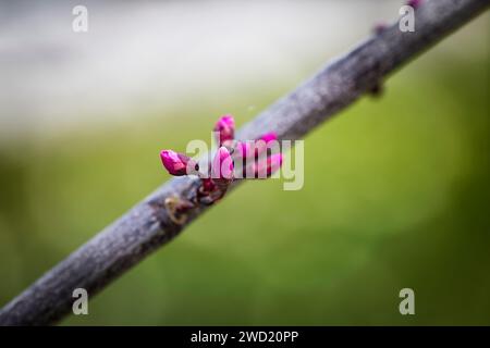 Cercis canadensis Ruby Falls pleurer Rudbud Judas Tree Banque D'Images