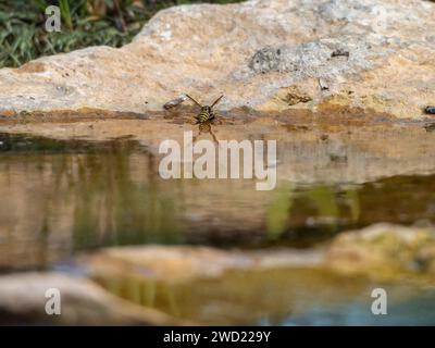 Guêpe buvant dans la rivière. Réflexion de guêpe dans l'eau. Insecte perché dans l'eau.Macro plan d'une guêpe reposant sur la surface de l'eau Banque D'Images