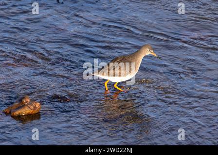 Un échassier commun au Royaume-Uni. Ils se reproduisent principalement dans les marais salants et les landes et se déplacent vers les côtes pendant l'hiver. Ce sont des oiseaux alertes. Banque D'Images