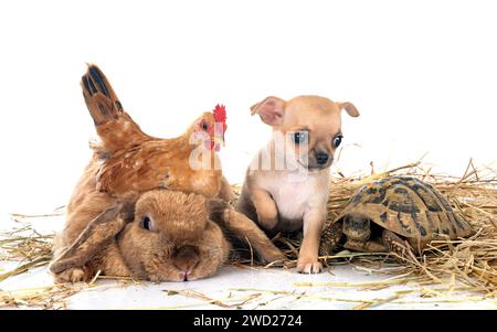 lapin, chiot, tortue et poulet devant fond blanc Banque D'Images