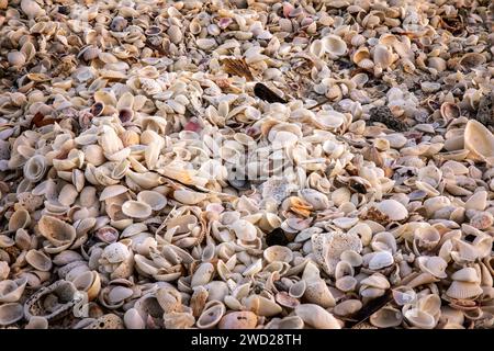 Photo plein cadre de différents types de coquillages sur une plage en Floride Banque D'Images