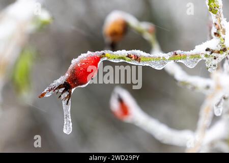 18 janvier 2024, Hesse, Francfort-sur-le-main : un glaçon pend d'une hanche rose. La branche sur laquelle le fruit est accroché est également couverte de neige et de glace. Photo : Lando Hass/dpa Banque D'Images