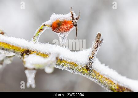 18 janvier 2024, Hesse, Francfort-sur-le-main : un glaçon pend d'une hanche rose. La branche sur laquelle le fruit est accroché est également couverte de neige et de glace. Photo : Lando Hass/dpa Banque D'Images