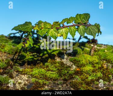 Une branche de lierre grimpe sur un mur de pierre sèche recouvert de mousse. Saint-Quentin-Fallavier, département Isère, région Auvergne-Rhône-Alpes, France, Europe Banque D'Images